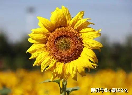 球员们百尺竿头更进一步,实力蒸蒸日上引全球瞩目 球员们百尺竿头更进一步,实力蒸蒸日上引全球瞩目