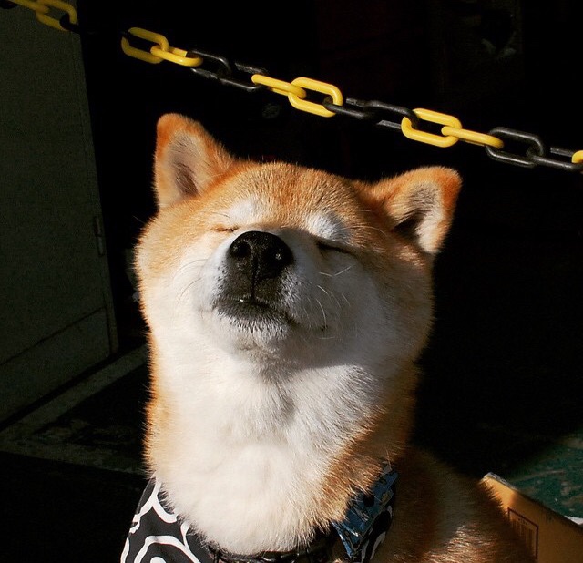 当沙漠风暴席卷尼罗河，从NBA季后赛到非洲之巅的强行终结